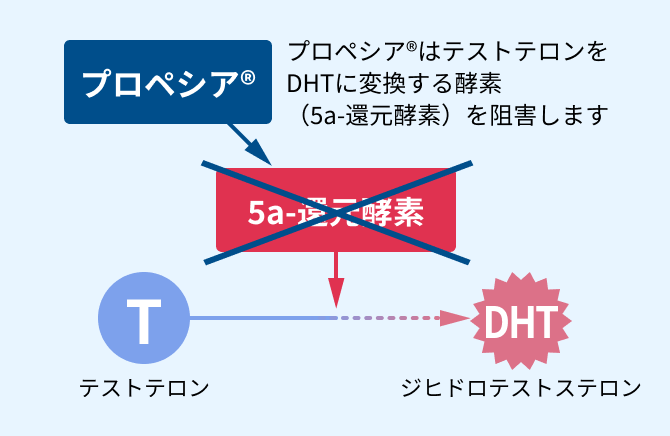 プロペシアの作用