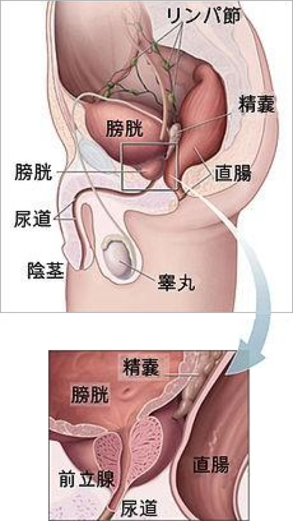 前立腺