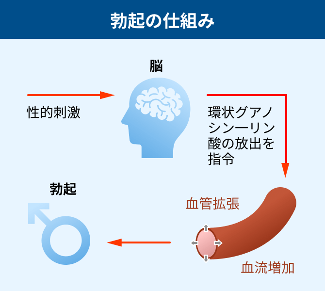 勃起の仕組み