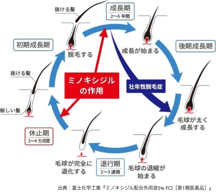 「成長期」「退行期」「休止期」