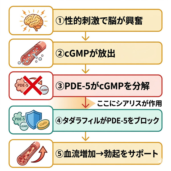 シアリスの作用機序。性的刺激からPDE-5阻害による血流増加までの5ステップを図解