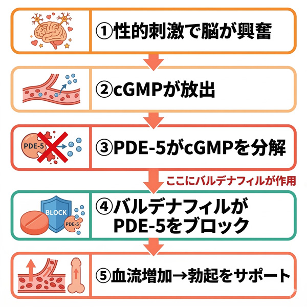 バルデナフィルの作用機序。性的刺激からPDE-5阻害による血流増加までの5ステップを図解