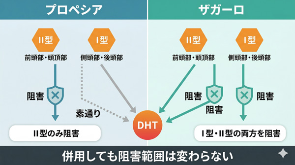 プロペシアとザガーロの5α還元酵素阻害範囲の違い。プロペシアはII型のみ阻害しI型は素通り、ザガーロはI型・II型の両方を阻害するため併用しても阻害範囲は変わらない