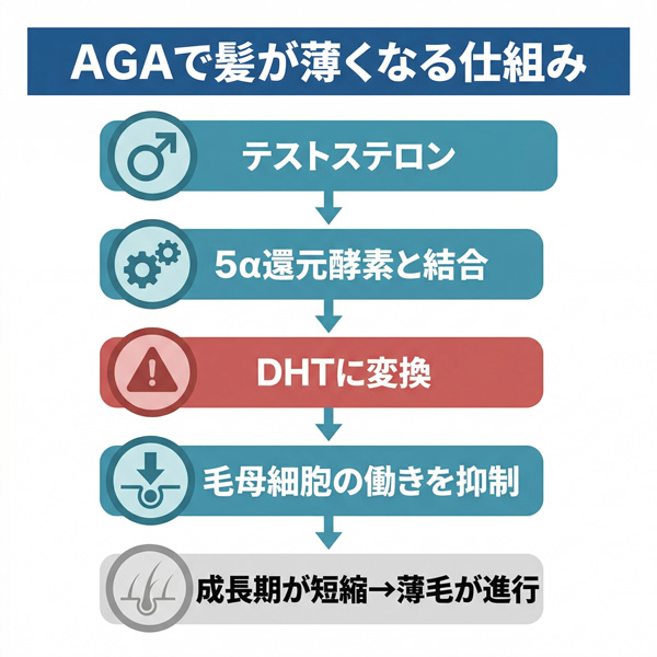 20代のAGA発症メカニズム。テストステロンが5α還元酵素でDHTに変換され、毛母細胞を抑制して成長期が短縮する5ステップ