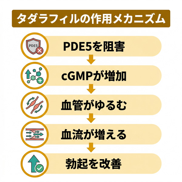 メガリスの有効成分タダラフィルがPDE5を阻害し勃起を改善するまでの5段階の作用メカニズム