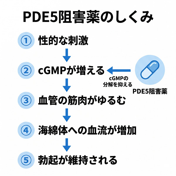 PDE5阻害薬の作用メカニズム5ステップ（性的刺激→cGMP増加→血管平滑筋の弛緩→海綿体への血流増加→勃起の維持）を示した混合性EDの治療フロー図
